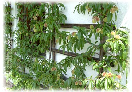 Gartentag - Tag der offenen Gartentür - Pfirsichspalier