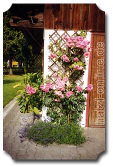 Tag der offenen Gartentür 2000 - Kletterrose Lawinia